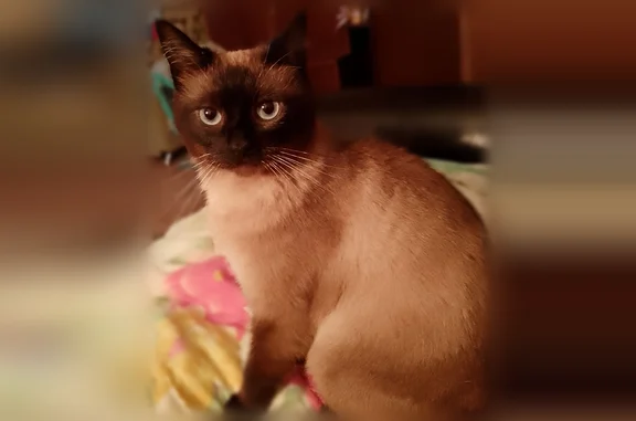 Пропала кошка, Конаково — сиамский кот, упал с пятого этажа - photo