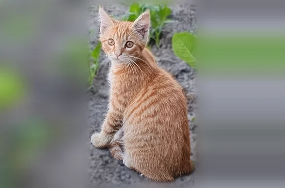 Пропала кошка, Бийск, Владимира Маяковского, д. 91 — рыжая, с большими ушами с кисточками - photo