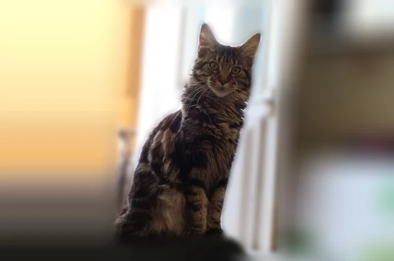Пропала кошка, Село Подсинее, Набережная, д. 17, Подсинее — домашняя, ухоженная, мейкун - photo