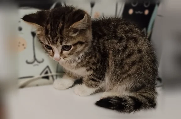 Объявления о пропавших и найденных животных, Первоуральск, фото: Найдена кошка, Бульвар Юности, Первоуральск — котёнок девочка, 2 месяца, тигровый окрас