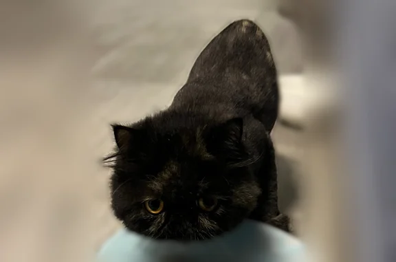 Найдена кошка, Уфа, фото: Найдена кошка, Уфа, Сагита Агиша, д. 17, Уфа — стриженная, породистая