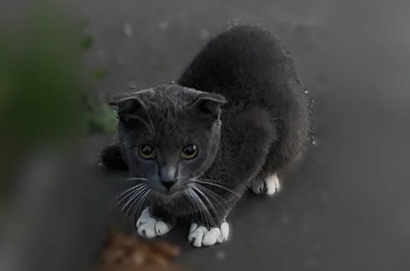 Найдена кошка, Коломна, фото: Найдена кошка, Коломна, Октябрьской революции, д. 297, Коломна — британец, молодой, очень худенький