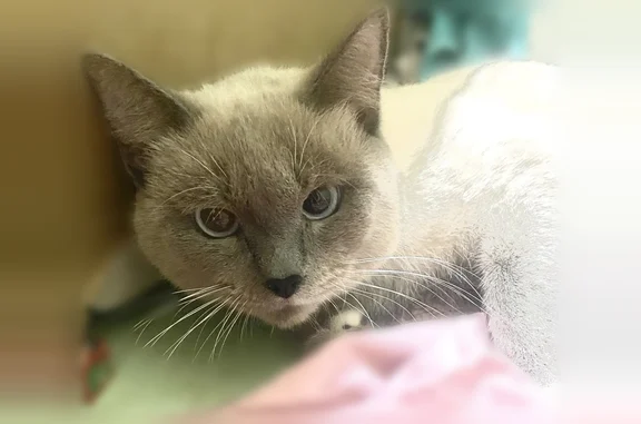 Найдена кошка, Кемерово, фото: Найдена кошка, пр-т Октябрьский, 75, Кемерово — перелом бедра, молодой ухоженный кот