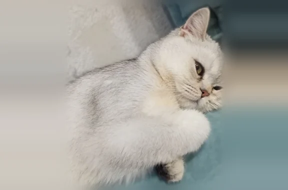 Пропала кошка, М.Горького, Бердск — бело-серо-дымчатая, с коричневым пятном на груди - photo
