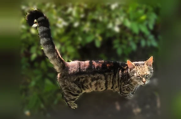Найдена кошка, Сиверский, фото: Найдена кошка, Городской поселок Сиверский, Сиверский — молодой кот, кастрированный