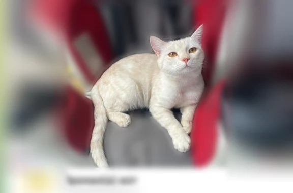 Пропала кошка, Раменское, Солнечная, Раменское — белая с палевым окрасом - photo