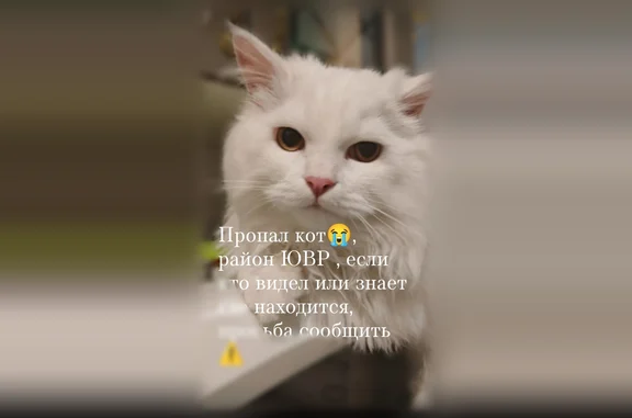 Пропала кошка, Ачинск — белая, с бледным серым пятнышком на голове - photo