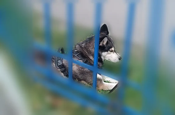 Найдена собака, Воронеж, фото: Найдена собака, Воронеж, Транспортная, Воронеж — необычная шлейка с поводком