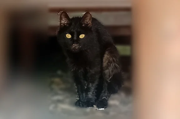 Найдена кошка, Пермь, фото: Найдена кошка, Янаульская, Пермь — чёрная, боится людей, хромает