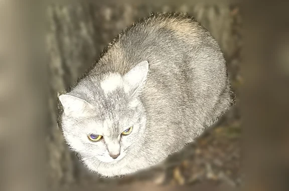 Найдена кошка, Москва, фото: Найдена кошка, Район Вешняки (г Москва), Рассветная, д. 3А, Москва — очень добрая