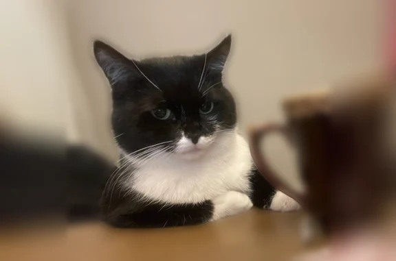 Кошки потеряшки, Уфа, фото: Потеряшка кошка, Уфа, Октября, д. 93/2 — преимущественно чёрный окрас