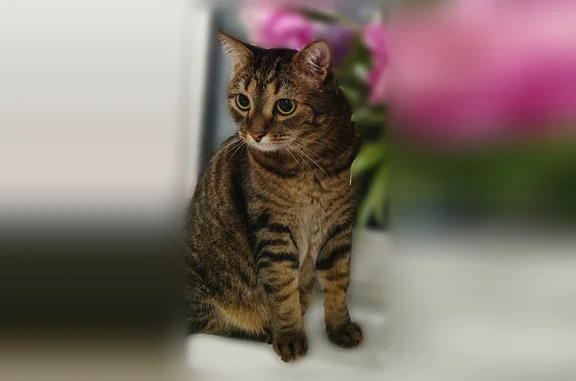 Пропала кошка, Территория снт Веревское (деревня Веревское), Химки — кот Фома, 10 лет - photo