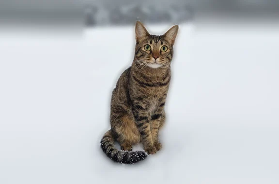 Пропала кошка, Пенза, Ладожская, д. 137, Октябрьский Городок — помесь, ждут Сумбу домой - photo