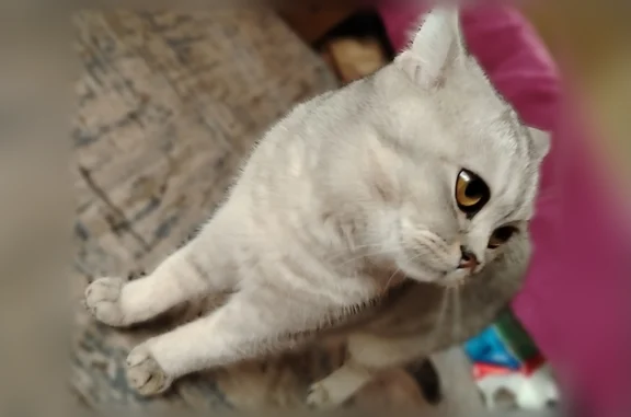 Пропала кошка, Нальчик, Кабардинская, д. 234/3 — серая, не тактильная - photo
