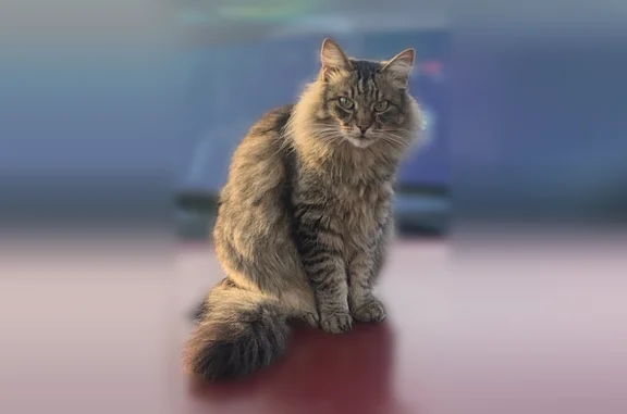 Пропала кошка, Лабытнанги, Рабочая, д. 32, Лабытнанги — зелёные глаза, пушистая, сибирская порода - photo