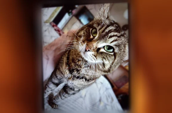 Пропала кошка, Городской поселок Шушенское, Шушенское — глаза меняются - photo