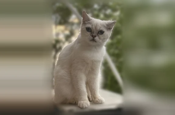 Пропала кошка, Азов, Севастопольская, д. 27, Азов — белая, косоглазая, тихая - photo