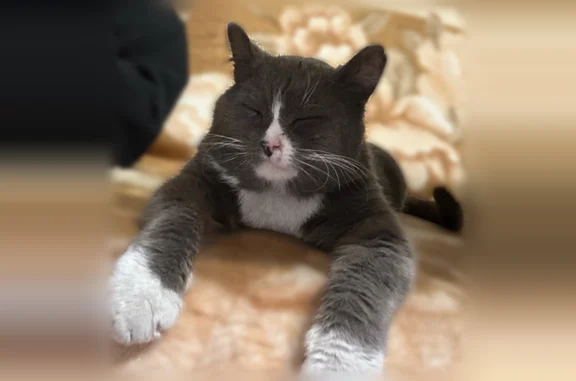 Пропала кошка, Котельнич, Октябрьская, д. 86, Котельнич — откликается на 2 имени люсик и шмурз - photo
