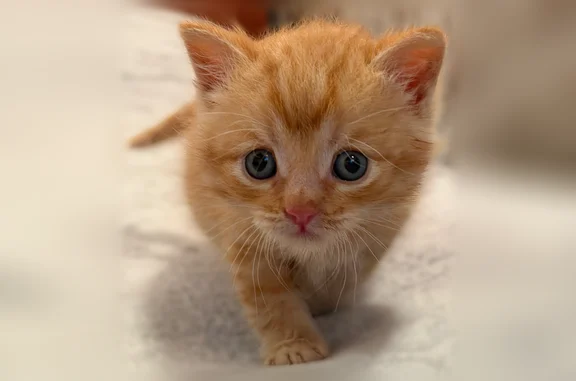 Найдена кошка, , фото: Найдена кошка, Деревня Гришаково