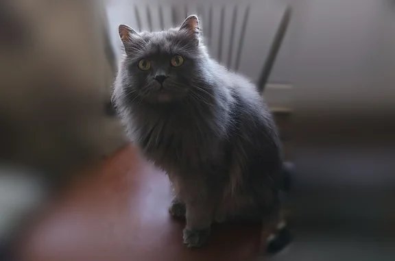 Пропала кошка, Ярославль, Урицкого, д. 50, Ярославль — пушистый серый кот, выпал из окна - photo