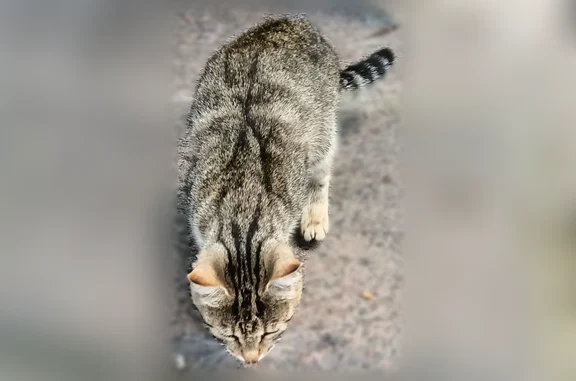 Объявления о пропавших и найденных животных, Псков, фото: Найдена кошка, Максима Горького, д. 3, Псков — маленькая, ласковая подросток