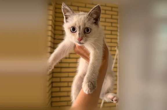 Найдена кошка, Абакан, фото: Найдена кошка, Абакан, Торосова — белый котенок-девочка