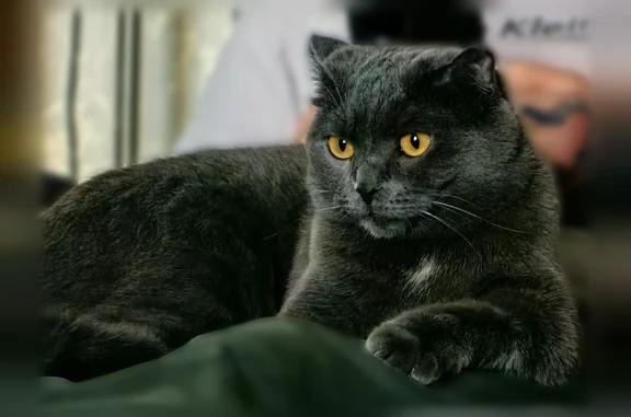 Пропала кошка, Район Железнодорожный (г Барнаул), Матросова, д. 9, Барнаул — чистая британка, откликается на имя - photo
