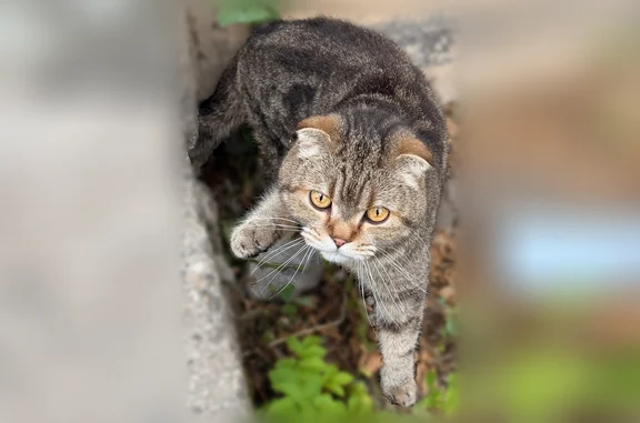 Найдена кошка, Вологда, Пошехонское, д. 15а — ласковая, ухоженная - photo