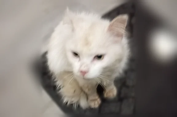 Найдена кошка, Тверь, Освобождения, д. 242, Тверь — пожилой белый котик - photo