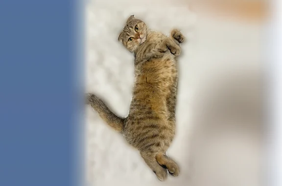 Пропала кошка, Приморская, д. 15, Выборг — рыжая небольших размеров шотландка - photo