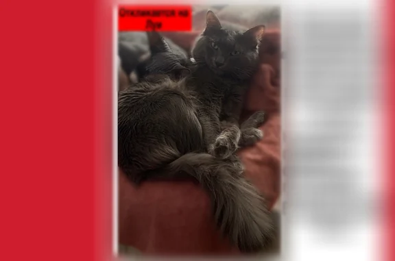 Пропала кошка, Томск, Льва Толстого, д. 42 — чисто серого окраса, с маленьким шрамом на правом ухе - photo