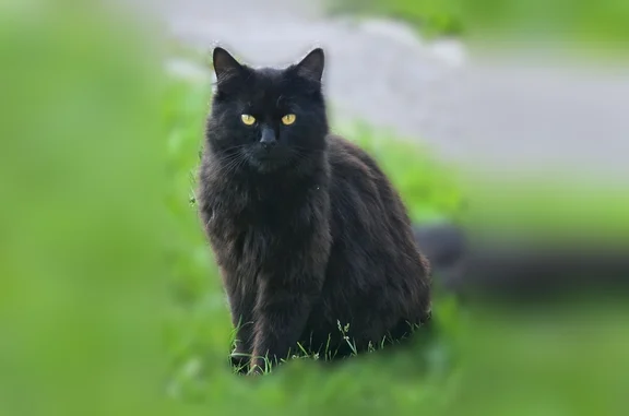 Пропала кошка, Светлогорск, Кольцевой, д. 4 - photo