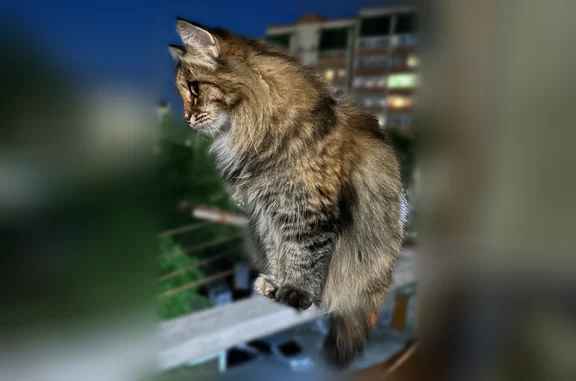 Пропала кошка, Чита — домашняя, 10 лет - photo