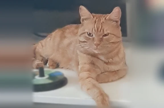 Найдена кошка, Ференца Мюнниха, Томск — рыжая, ласковая, приучена к лотку - photo