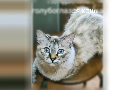 Пропала кошка, Йошкар-Ола, Чавайна, д. 11 — спрыгнула с балкона 4 этажа - photo