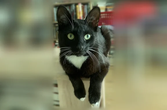 Пропала кошка, Кузнецова, Ленинский — молодой худой черный кот с белыми лапками и нагрудником - photo