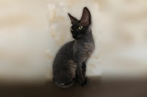 Пропала кошка, Махачкала — окрас чёрно-серый, зелёные глаза, короткая шерсть, похожа на сфинкса - photo