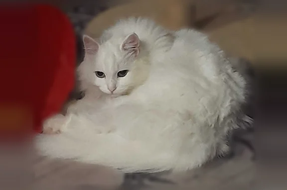 Пропала кошка, Реж, Кочневская, д. 19 - photo