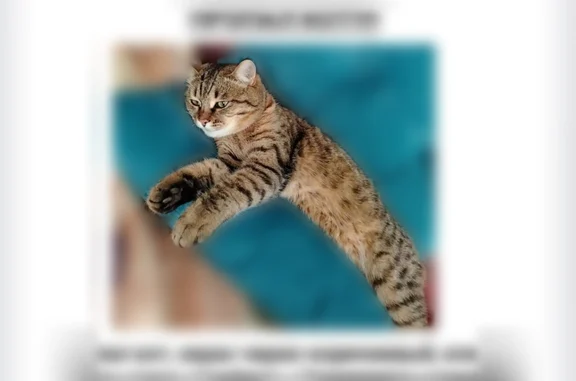 Объявления о пропавших и найденных животных, Новосибирск, фото: Пропала кошка, Новосибирск, Петухова, д. 2А — кастрат, яркий окрас