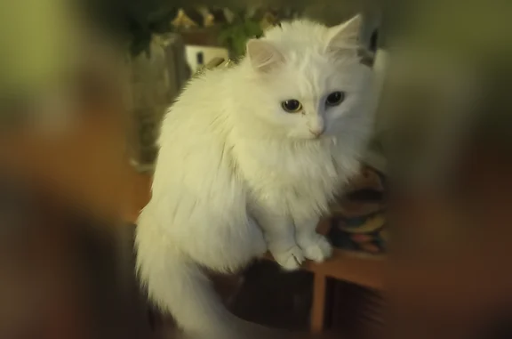 Пропала кошка, Орехово-Зуево, Володарского, д. 5, Ликино-Дулёво — чисто белая, крупная, ангорская - photo