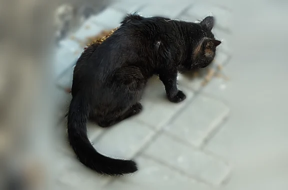 Найдена кошка, Район Советский (г Казань), Латышских Стрелков, д. 41а, Казань — возле магазина Августины, двое котов - photo