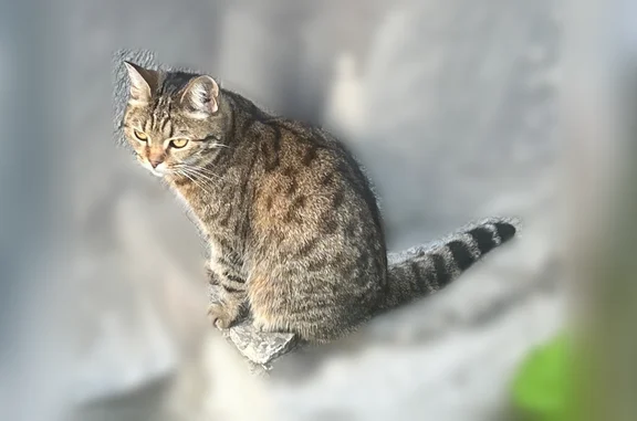 Найдена кошка, Екатеринбург, фото: Найдена кошка, Екатеринбург, Машиностроителей, д. 19 — на руки не идёт, мяучит