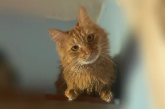 Пропала кошка, Реутов, Комсомольская, д. 32 — котик выпрыгнул из окна, рыжий, пушистый - photo