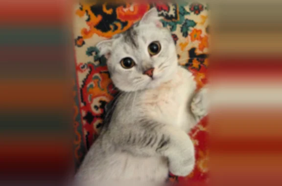 Найдена кошка, Кстово, фото: Найдена кошка, Кстово — шотландец, светлая шиншила