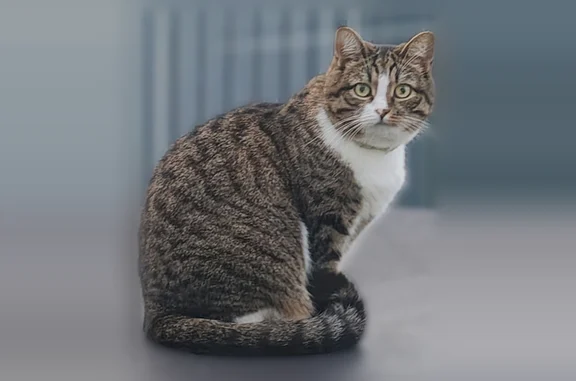 Пропала кошка, Kirzhach, Пиково, Киржач — с ошейником, возраст 6 лет - photo