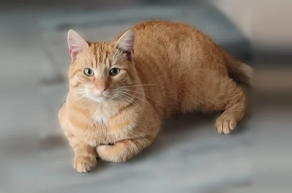 Пропала кошка, Поселок Малое Луговое, Октябрьский, Малое Луговое — котик 3 лет, рыжий окрас, шрам на носу - photo