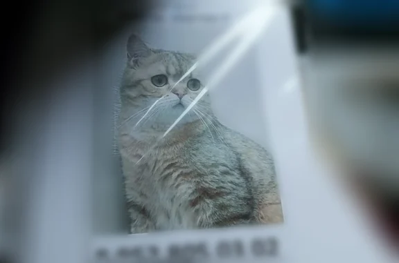 Пропала кошка, Томск, Сергея Лазо, д. 3а, Томск — трёхцветная, зелёные глаза - photo