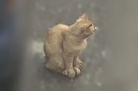 Найдена кошка, Зареченский, фото: Найдена кошка, Тула, М.Горького, д. 14, Зареченский — рыжий котик, полосатый длинный хвостик