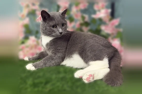 Пропала кошка, ул. Сыртлановой, д. 27, Казань — серый кот с коротким хвостиком - photo