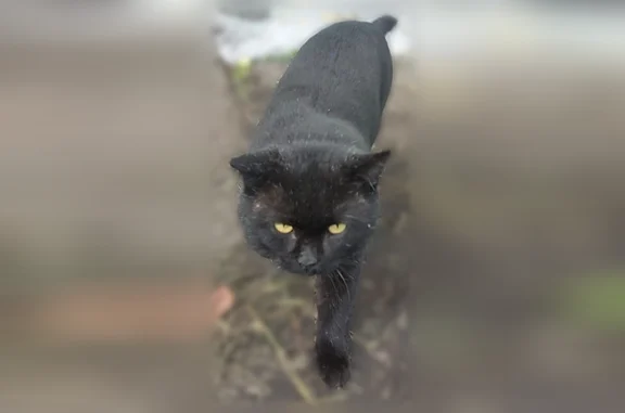 Пропала кошка, Красноярск, Металлургов, д. 2д — британец, 11 лет, не кастрирован - photo